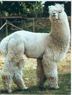 Bolivian Alpaca