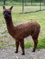 alpaca for sale