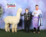 alpaca for sale