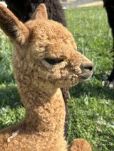 alpaca for sale