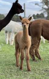 alpaca for sale