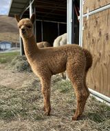 alpaca for sale