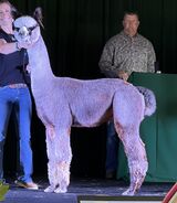 alpaca for sale