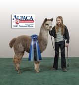 alpaca for sale