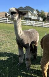 alpaca for sale