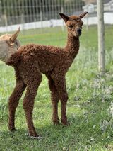 alpaca for sale