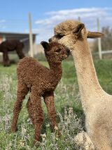 alpaca for sale