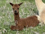 alpaca for sale