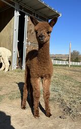 alpaca for sale