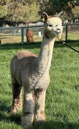 alpaca for sale