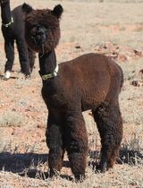 Photo of LibertyAlpacas Excelsior