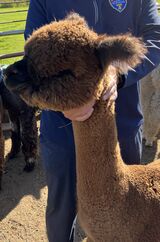 alpaca for sale