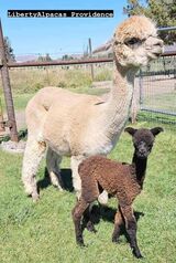 alpaca for sale