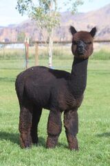 Photo of LibertyAlpacas At Last