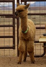 alpaca for sale