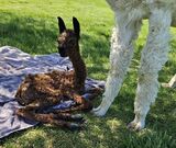 alpaca for sale