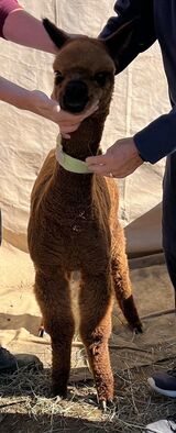 alpaca for sale