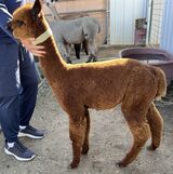 alpaca for sale