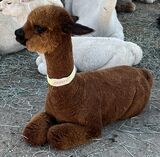 alpaca for sale