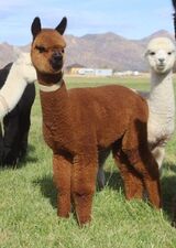 Photo of LibertyAlpacas Federal Reserve