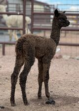 alpaca for sale