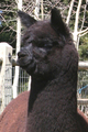 '05 Cria - Carina