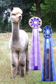 2012 Cria - Corvus