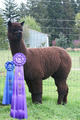 Color Champion Alpaca Affaire