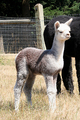 2011 Cria - Capstone