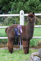 Reserve Color Champion 2011 CABA