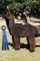 1st AlpacaMania 2010