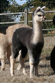 2012 Cria - Madison