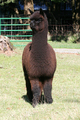 '09 Cria - Darcey