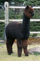 '10 Cria Happy Hour