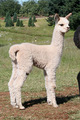 '09 Cria Comstock