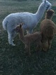 one day old, with mom and big sister