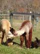  2nd cria rose girl Principe's Peruvian Ruby Cameo