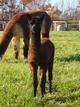 Cria Tricky with Vicuna colored dam