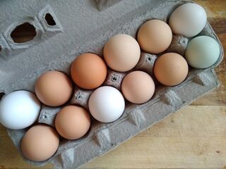 Farm fresh brown eggs