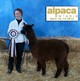 Champion Black Daughter - Arriba Diamond