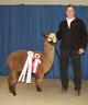 Champion Grey Daughter - Arriba Diva