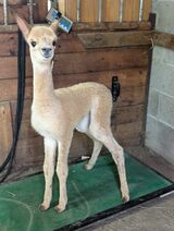 alpaca for sale