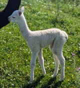 Elektra's 2024 cria!