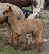 alpaca for sale