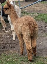 alpaca for sale