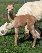 FIRST OVATION CRIA!!!