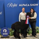 Black Champion - The Royal Alpaca Show Oct 2024