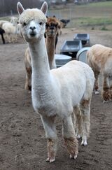 alpaca for sale