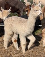 alpaca for sale