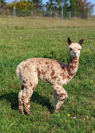 ARRIBA ROWAN ARRIBA LINEA ALPACAS on Alpaca Ontario